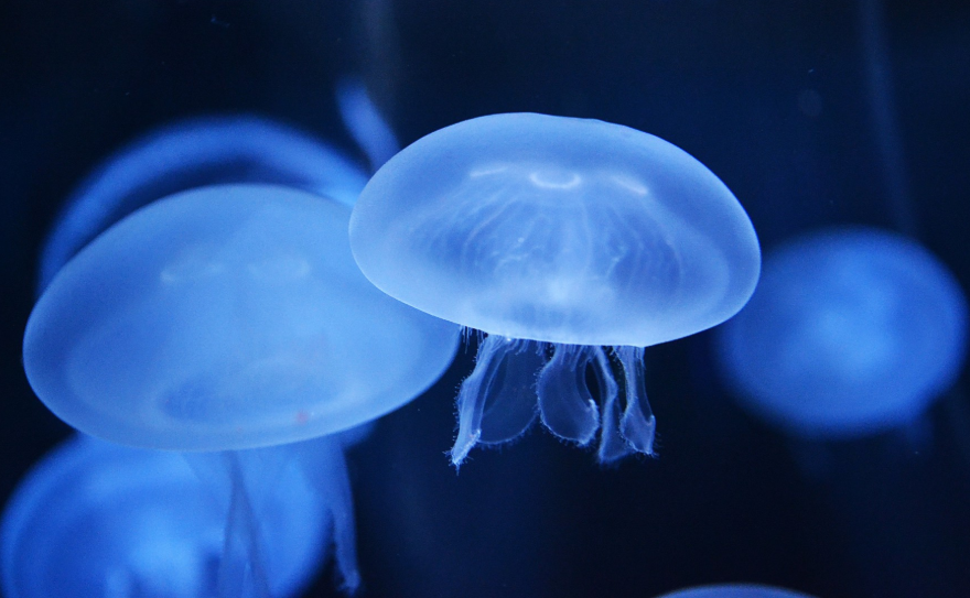 唯美蓝色水母壁纸,神秘的海洋生物,一起来欣赏一下吧
