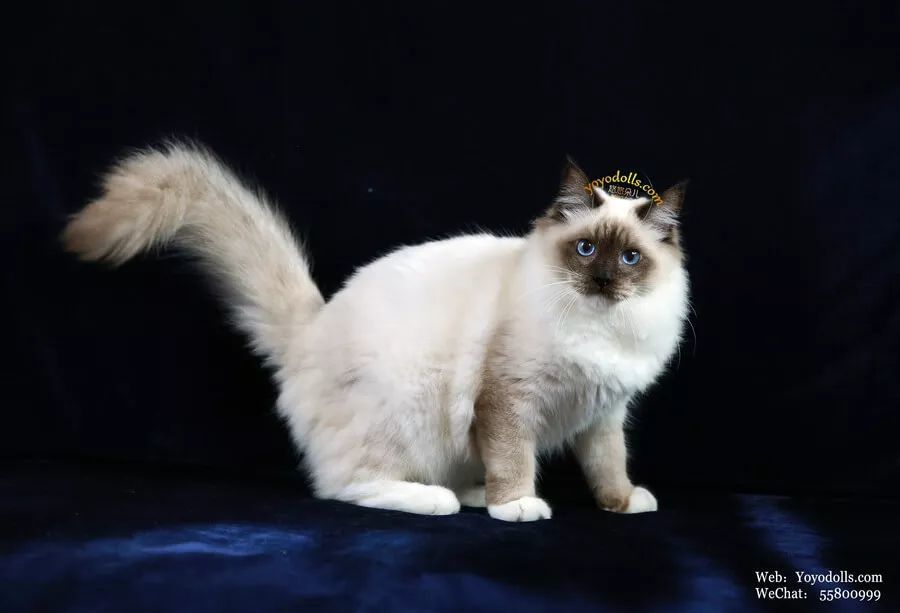 手套色布偶猫弟弟展示