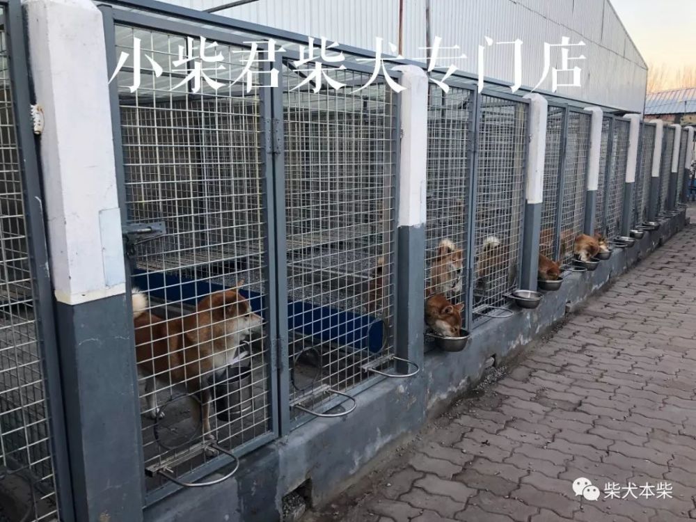 犬舍日常:柴犬吃饭饭