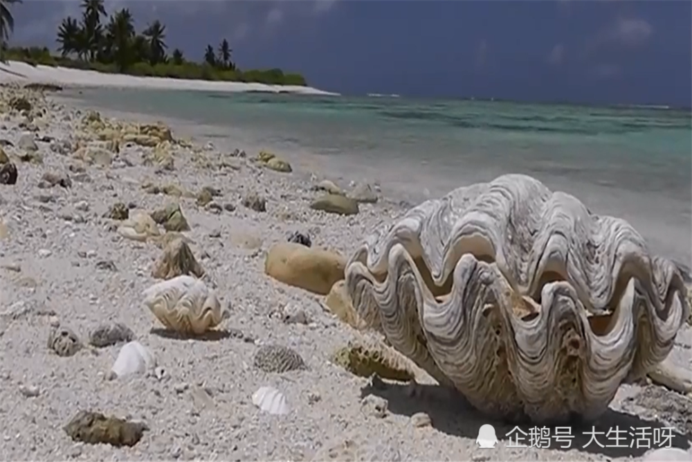 世界上最大贝壳,有"食人蚌"之称,却被人们吃成易危物种!