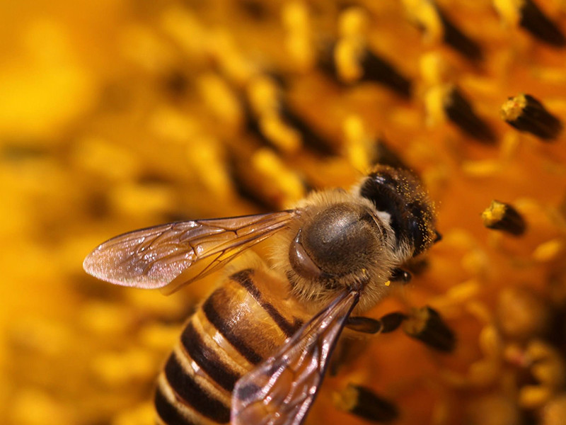 养蜂人,蜜蜂,筑巢,动物,昆虫