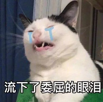 猫咪表情包:早上好,算了,我爱你
