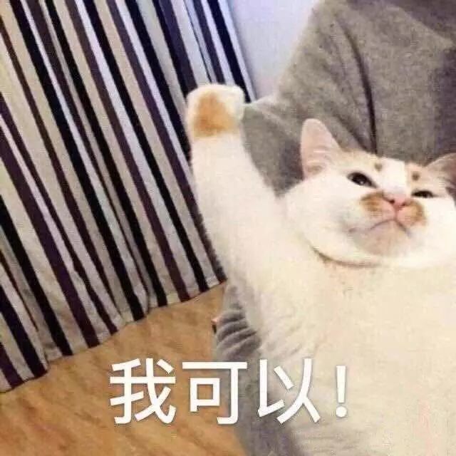 猫咪表情包:早上好,算了,我爱你