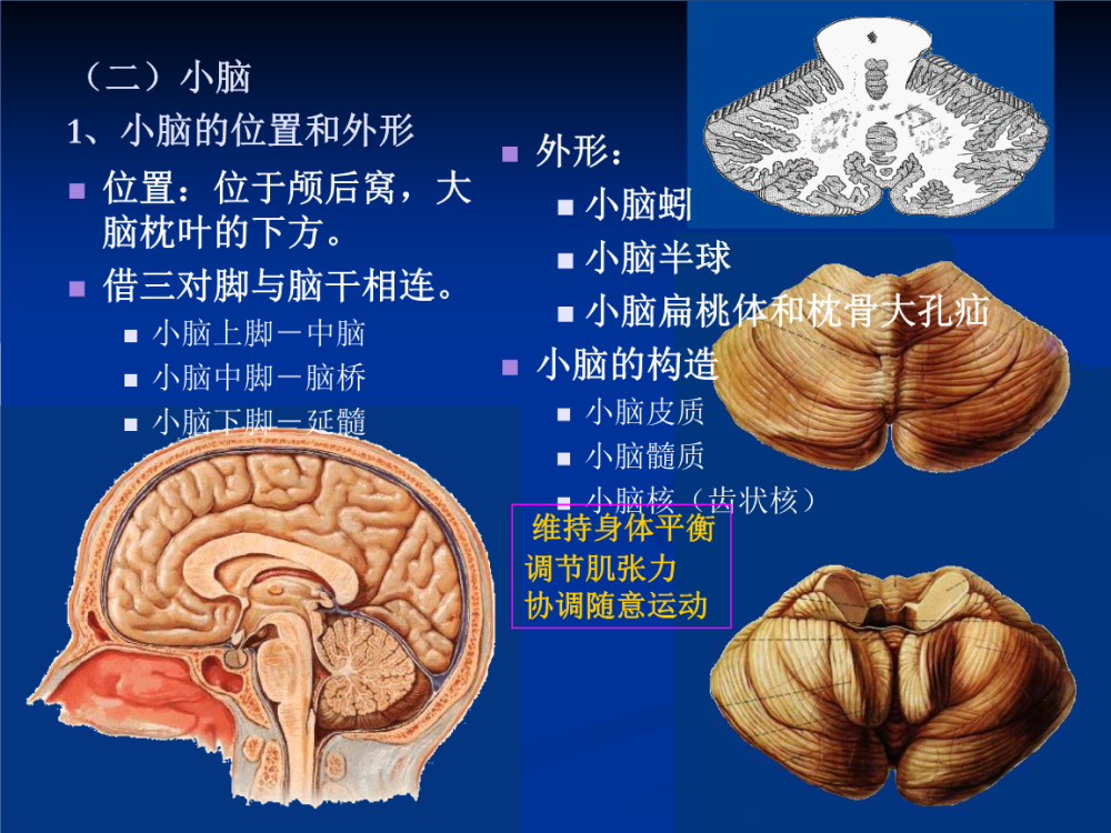 小脑,大脑,情绪