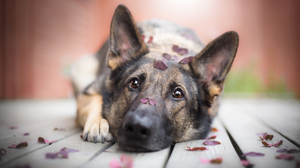 霸道总裁德国牧羊犬,精美高清壁纸