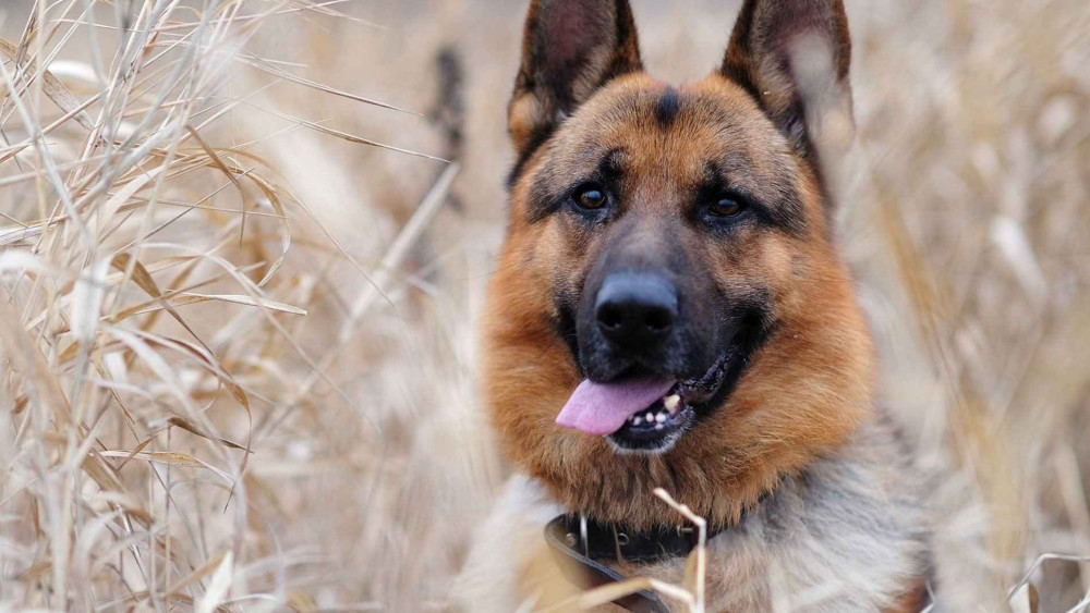 霸道总裁德国牧羊犬,精美高清壁纸