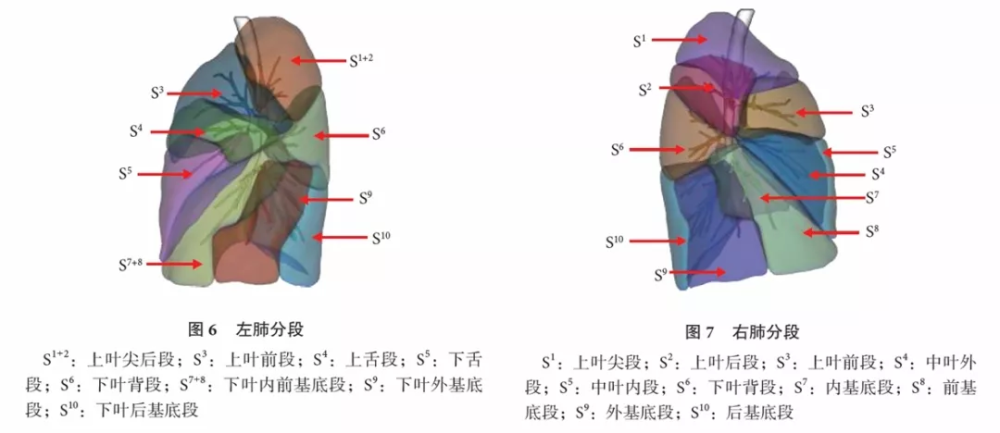 段三维重建提出了更高的要求,理论上肺段支气管分支与肺动脉分支伴行