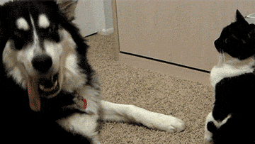 猫狗同时养?那画面太美我不敢看!