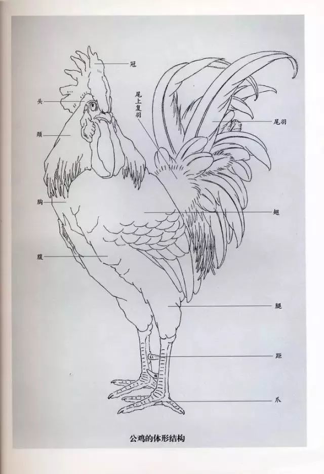 工笔画公鸡技法步骤