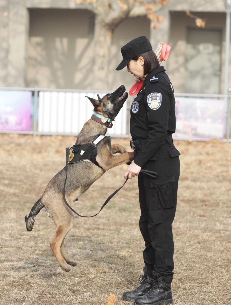 北京克隆警犬接受基础训练 各项指标均优于普通警犬