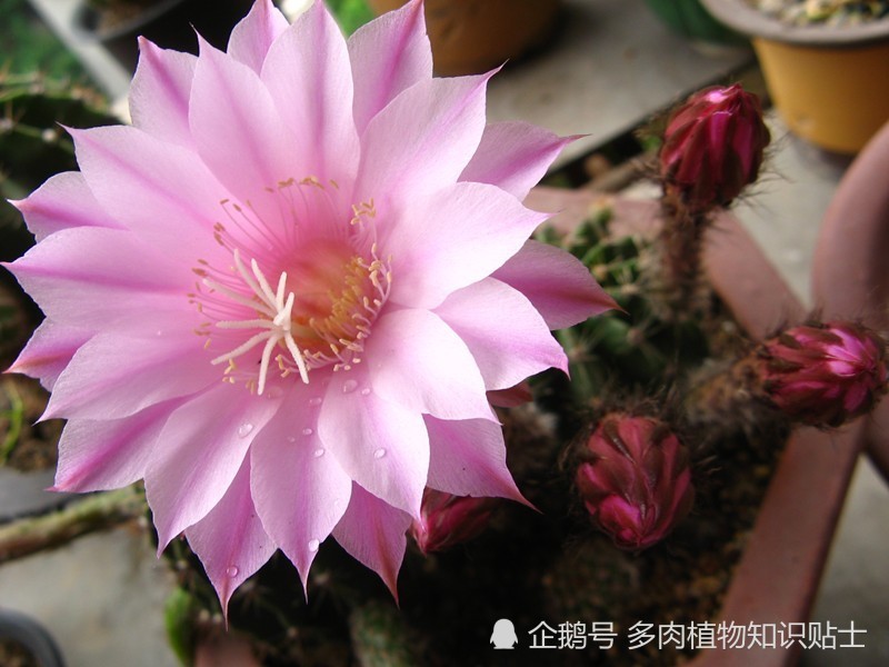 深秋的盛花季,没想到仙人球成了11月的焦点
