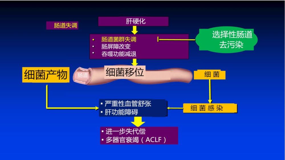 bt是肝硬化患者发生全身性感染和炎症的主要发病机制.