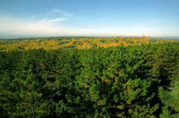 榆林市国有林场改革取得明显成效