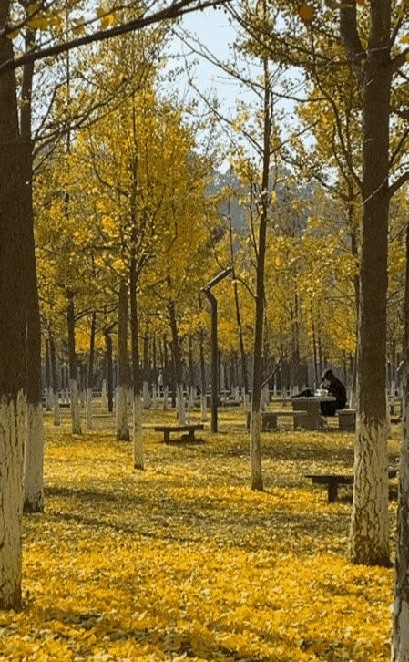 现在虽然已是冬日,可是玉溪依然温暖,阳光灿烂,风景也还停留在秋天