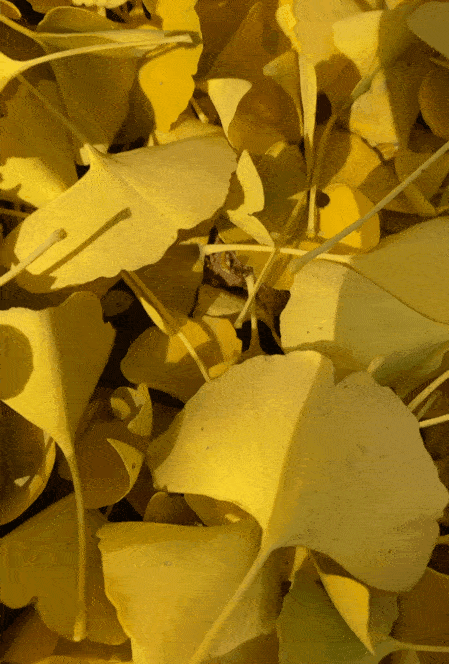 叶落之时,银杏依旧!