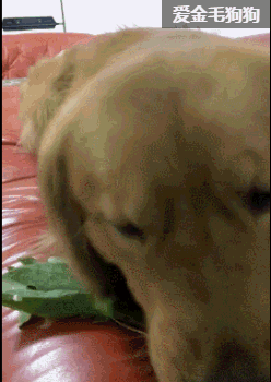 网友:佛系狗的代表,如果硬要说它缺什么,想必是