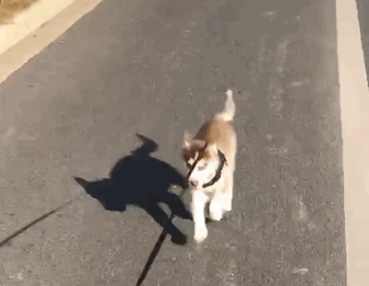 为防二哈拆家各地主人疯狂遛狗一天25公里狗被累到翻白眼