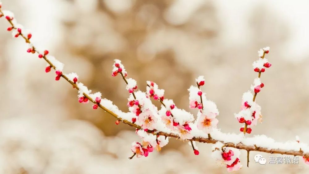 洁雪梅中落, 晴风柳上归. 画堂明月照衾帏. 莫待情声, 莫待恨来随.