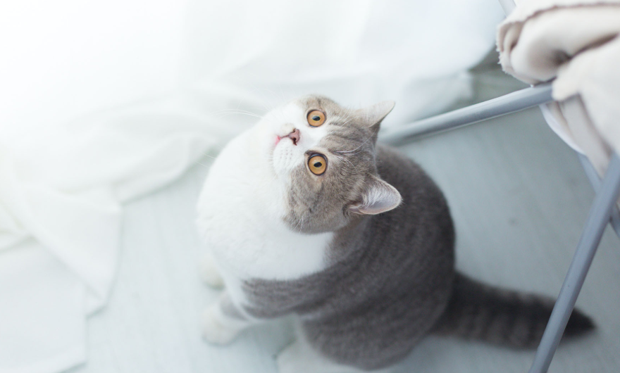清新唯美猫咪壁纸,呆萌可爱的小猫咪,一起来欣赏吧
