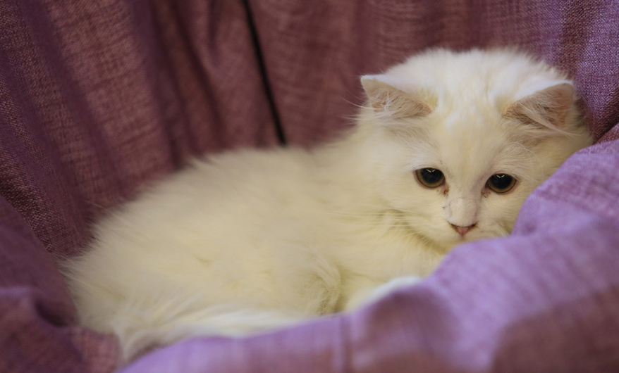 清新呆萌猫咪壁纸,呆萌可爱的小猫咪,快来欣赏一下吧