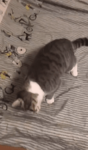 猫咪歪着脑袋,不一定是歪头杀,也可能是落枕了