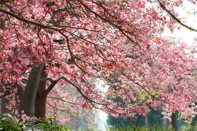 粉色异木棉别样美,冬日的南宁依然温暖如春