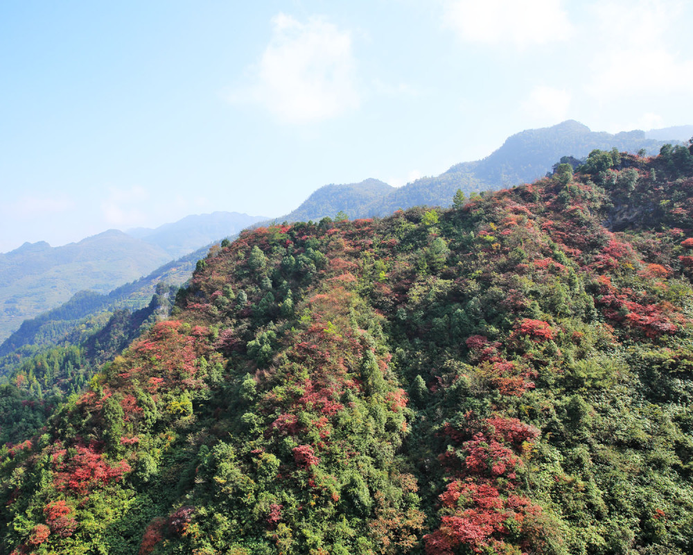 重庆酉阳红叶观赏地——板溪山羊村山俊,红叶艳