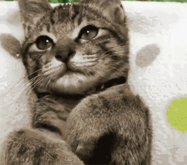 中途之家:猫咪奔向幸福的摆渡人