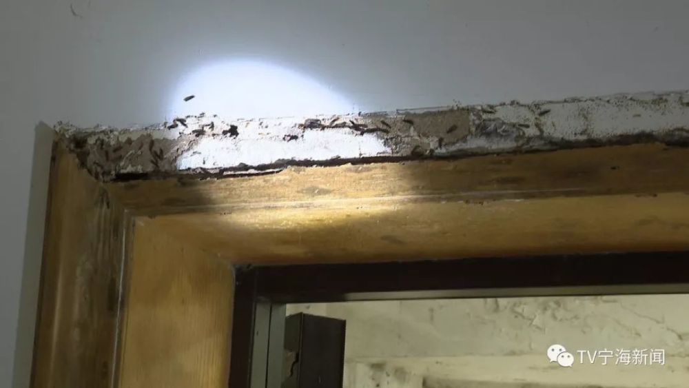 黑翅土白蚁是我县危害最严重种类之一,如不及时灭治,将对房屋建筑