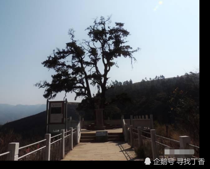 己衣大裂谷,武定县,红军树,云南,桃花
