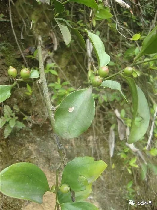 疏风清热,活血止痛,主流行性感冒,跌打