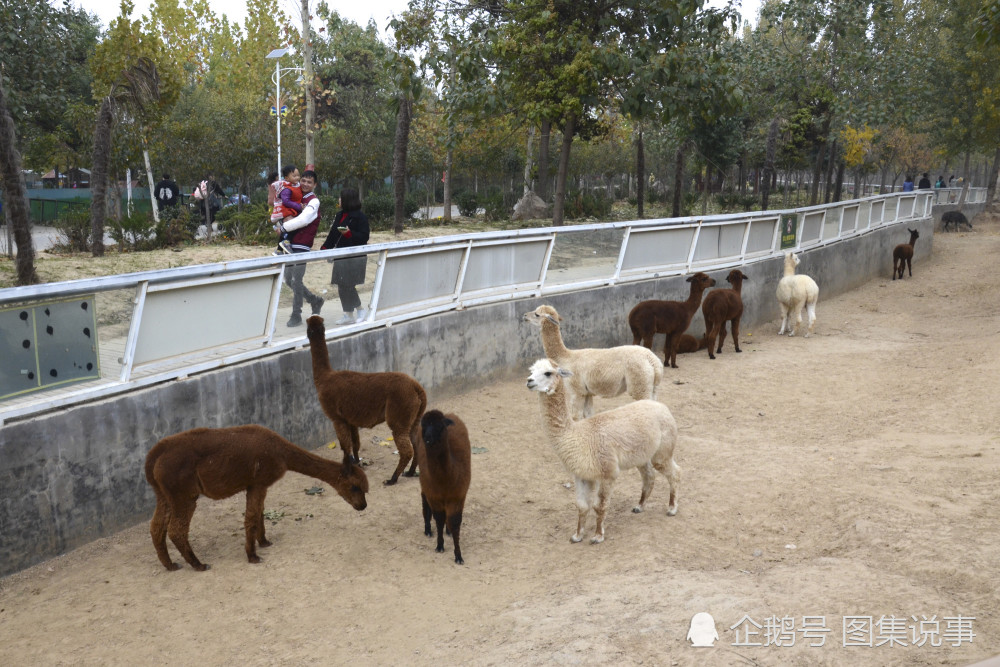 豫北最大野生动物园,可乘车与猛兽亲密接触,夫妻闹矛盾不要去