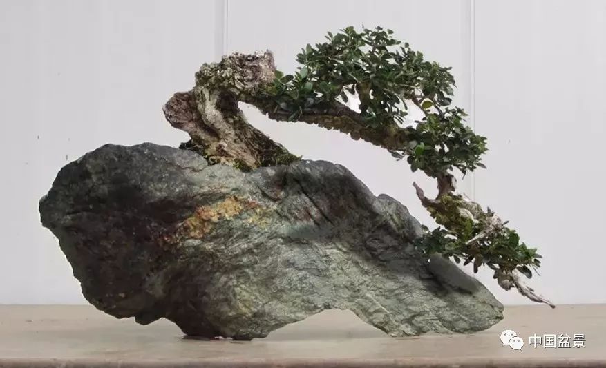稀奇古怪的附石盆景,构思真巧妙!