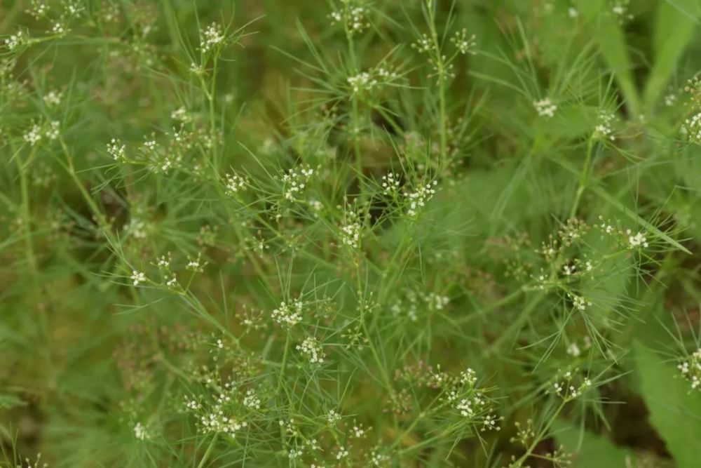 细叶旱芹cyclospermum leptophyllum