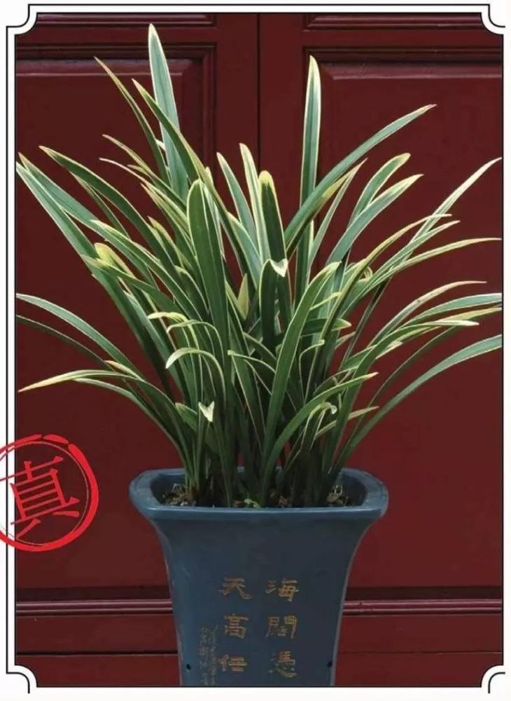 【建兰观音素冒充荷花素】 用喷施矮壮素的建兰冒充锦旗 【人造虎斑艺