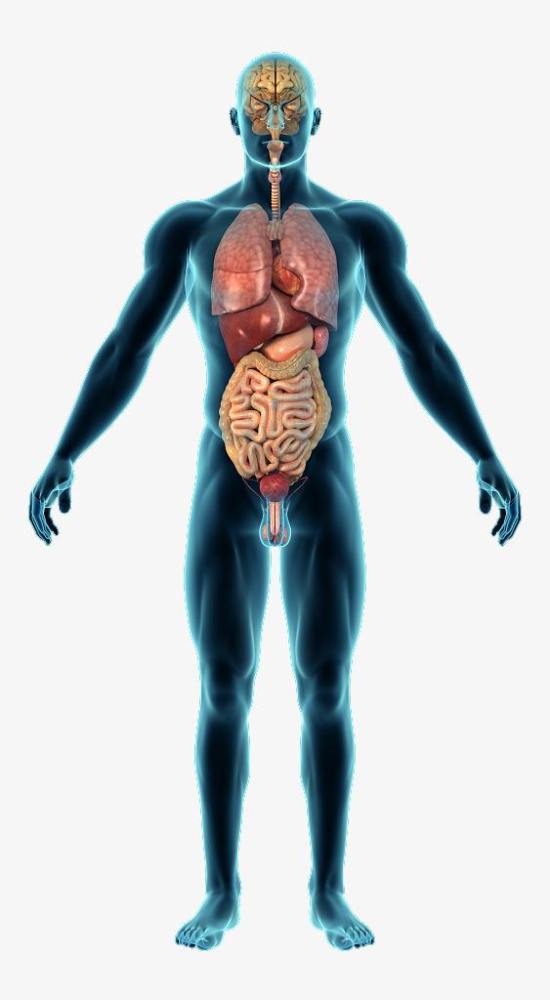 身体中好多器官都是腹部脏器,保护不好那样离得癌症就