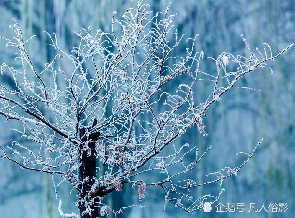 张跃摄影:邹平的小树挂也是美美哒 一起来看看那吧