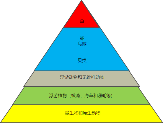 健康的海洋食物链金字塔