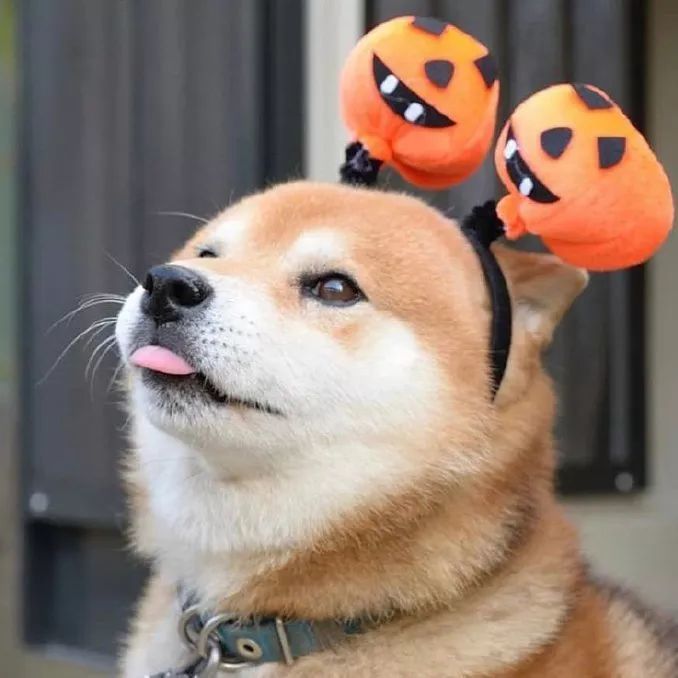 可爱搞怪萌宠猫咪狗子动物头像奉上!