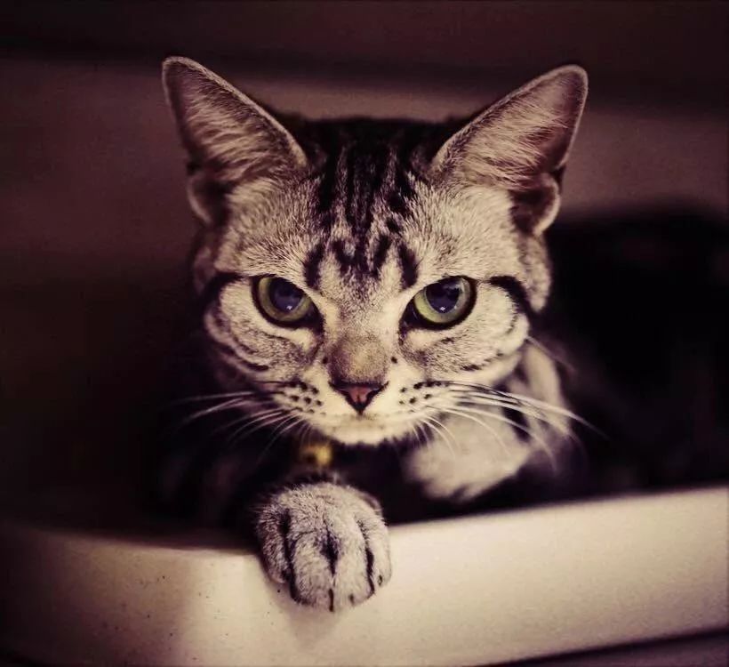 猫咪患有抑郁症,通常有以下几个具体表现: 情绪低落,看上去萎靡不振