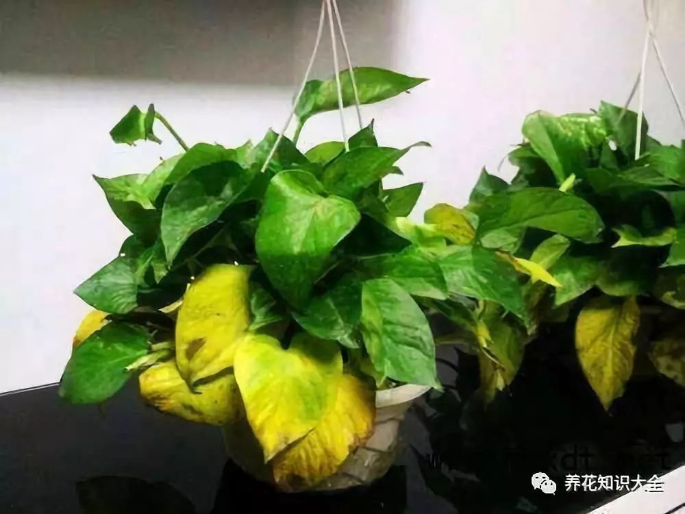 家里养的绿萝怎么会突然黄叶,烂叶?那是你没注意这几点!