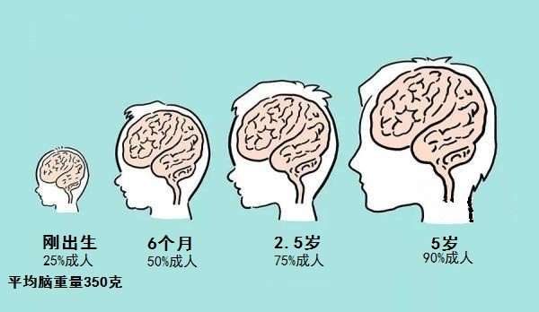 新研究认为智能是由神经元以及神经元上的突触的多少来决定的