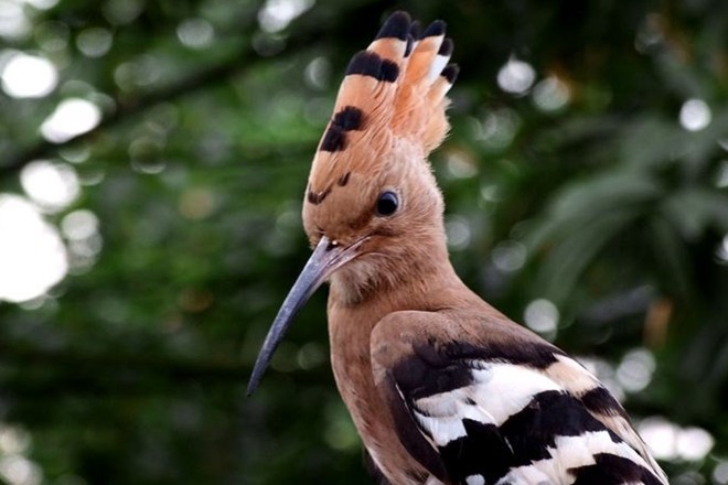 啄木鸟是森林的守护神?其实根本不是你想象中的好鸟!