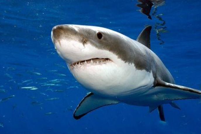 世界上最听话的宠物,竟然是一条鲨鱼,如今粉丝多达300