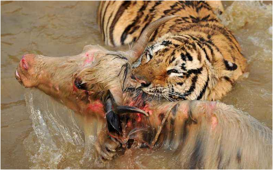 老虎吃人,百兽之王,动物园,血的教训,野兽