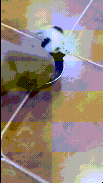 gif:妹子你要是早点出现,我也不至于单身到现在啊