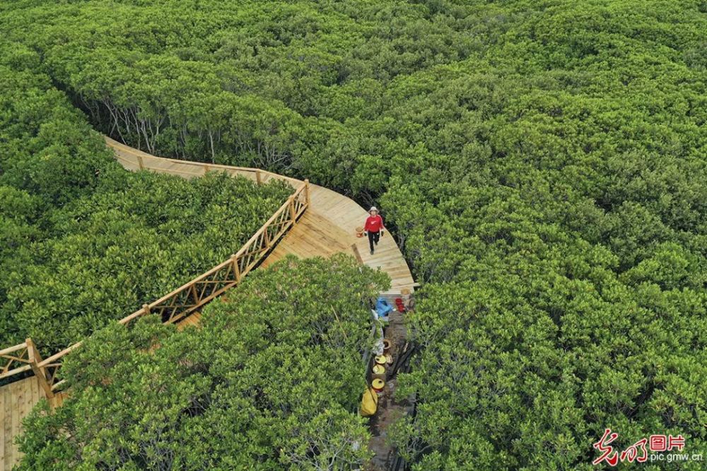 云霄漳江口红树林 生物多样湿地美