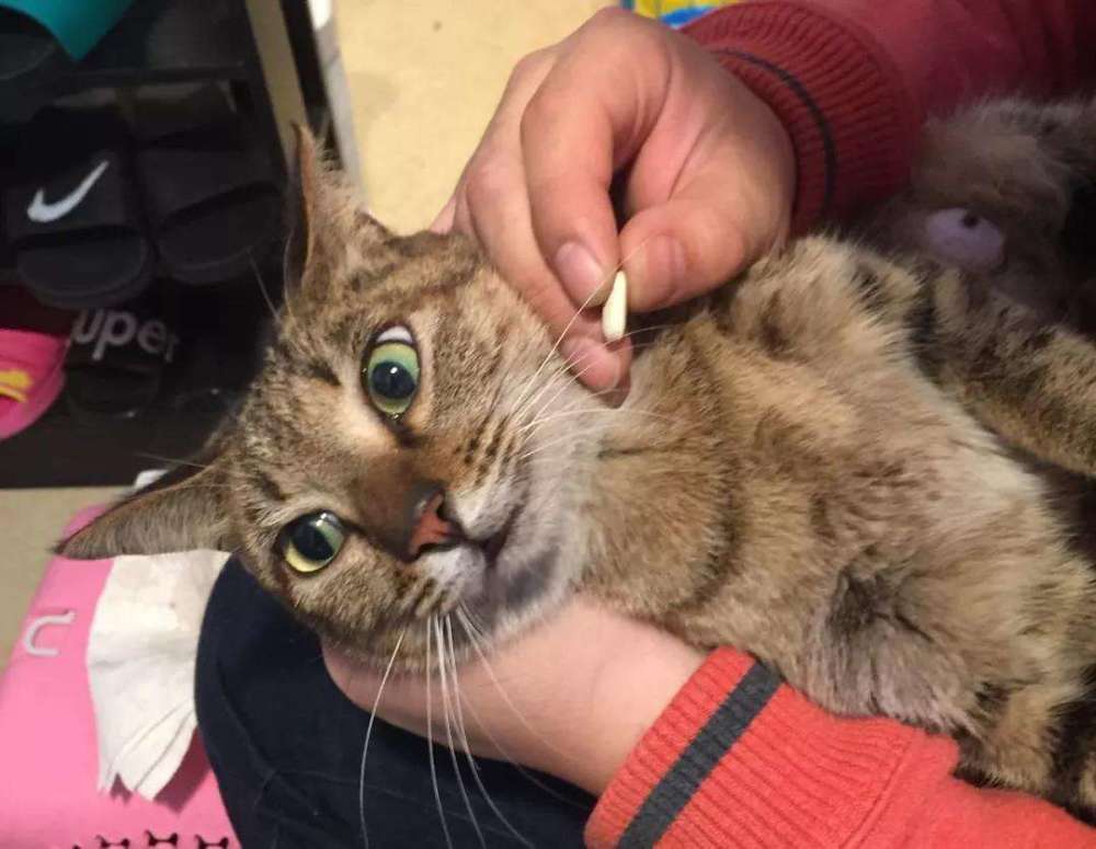 猫咪,铲屎官,如何给猫喂药,猫吃药注意事项,宠物专家