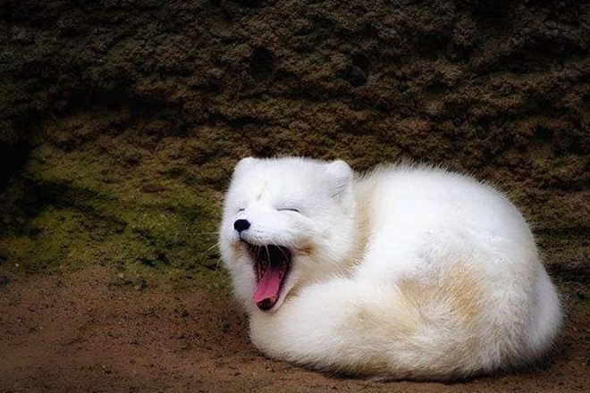 全身雪白的北极狐,纯白如雪乖巧可爱!