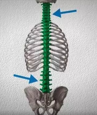 认识脊柱的生理曲度